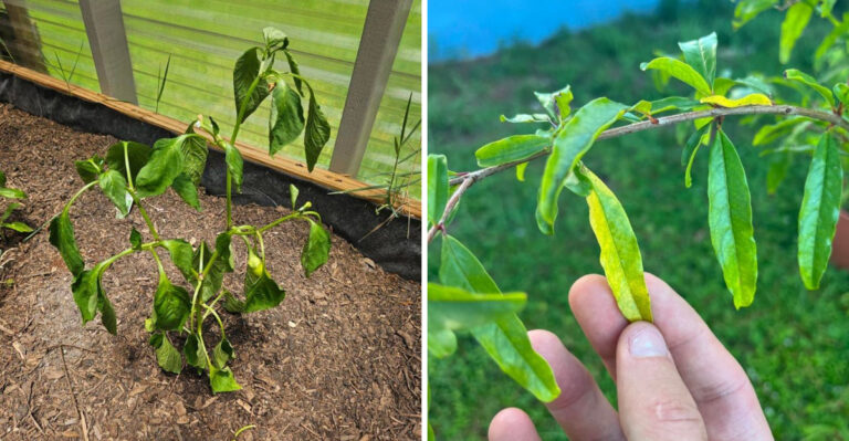 Why Florida Plants That Looked Fine In June Collapse In August