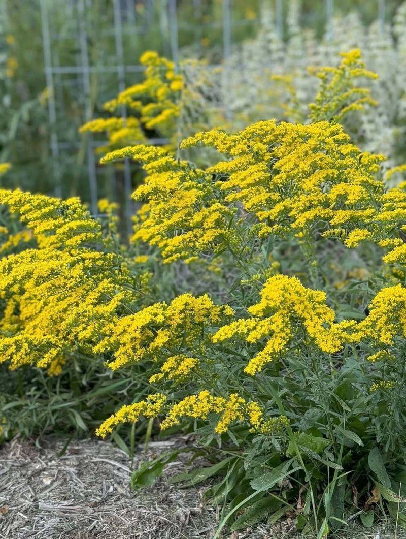 Why Gardeners Mistake It For A Weed