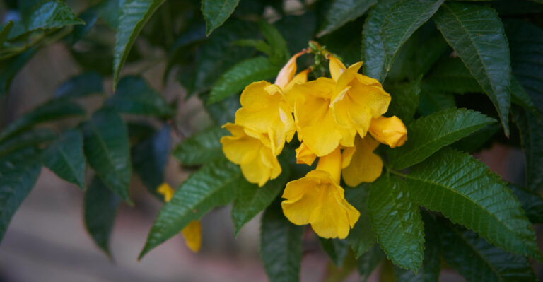 Esperanza (featured image)