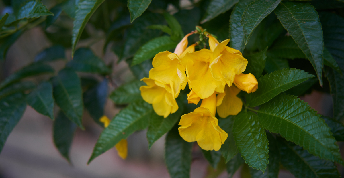 Esperanza (featured image)