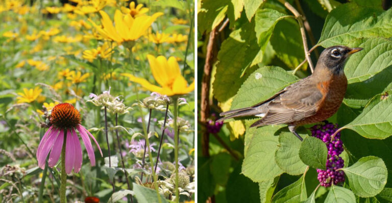 Why Georgia Gardeners Are Pulling Out Their High-Maintenance Plants And Replacing Them With Natives
