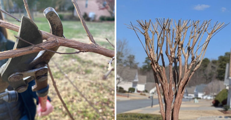 Why Georgia Gardeners Should Never Top Crape Myrtles And What To Do Instead