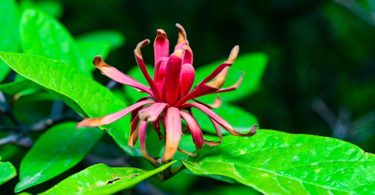 Sweetshrub (featured image)