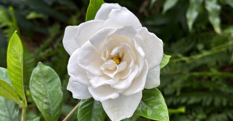 gardenia (featured image)