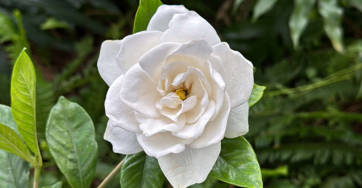 gardenia (featured image)