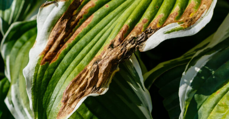 Why Georgia Hostas Look Burned By July And What To Do Before They Get Worse