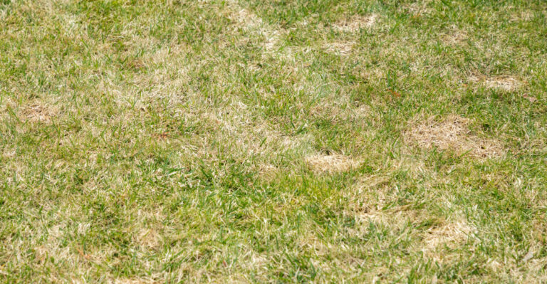 lawn (featured image)