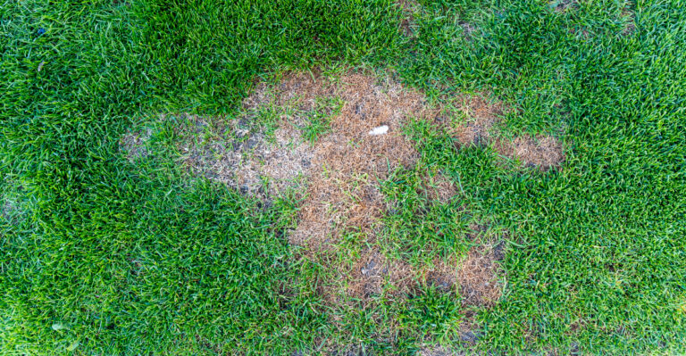 lawn (featured image)