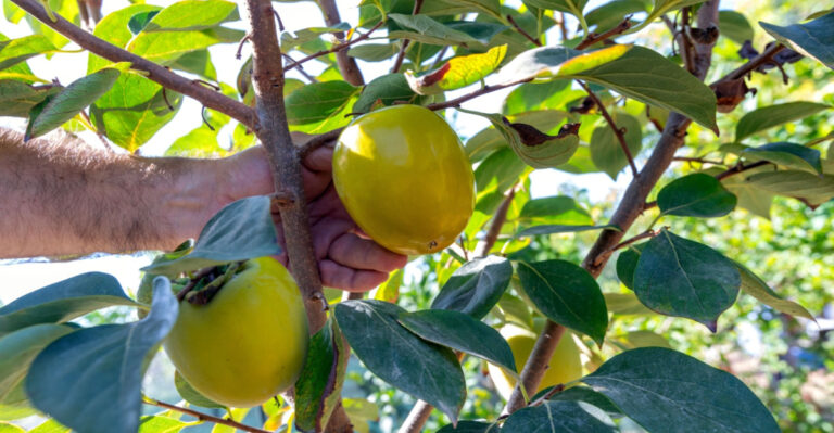 Why Georgia Persimmon Trees Deserve A Spot In More Home Landscapes