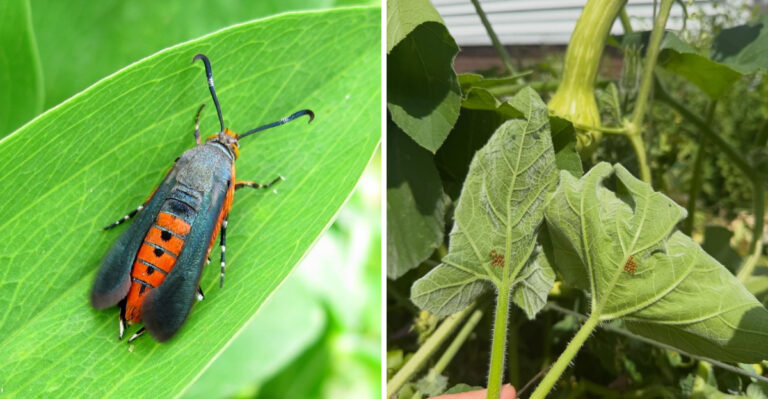 Why Georgia Squash Plants Are Facing Vine Borers Earlier Than Gardeners Expect