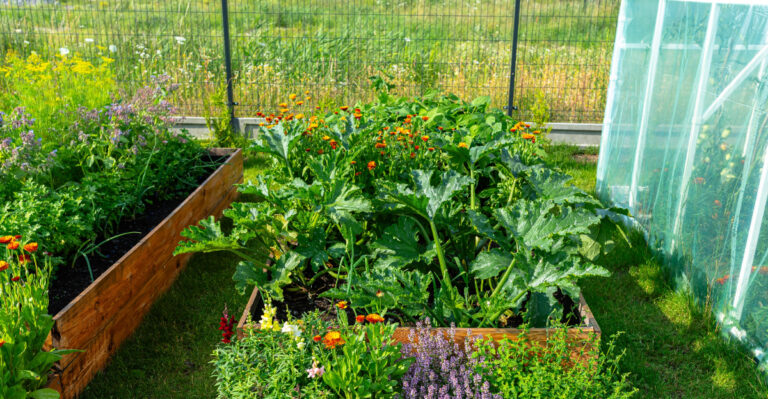 vegetable garden (featured image)