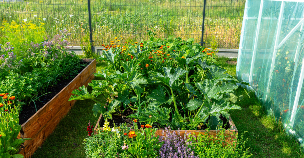 vegetable garden (featured image)