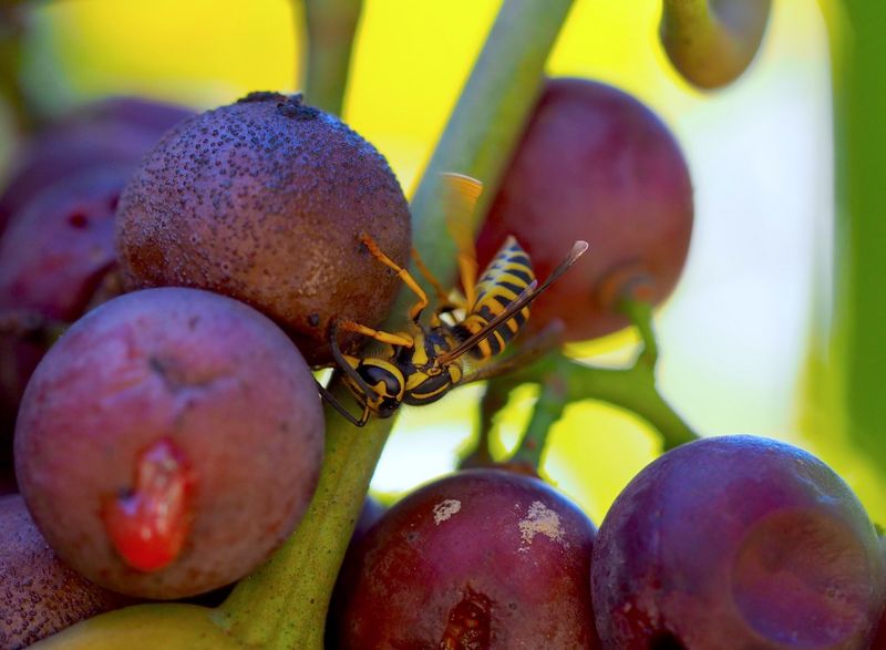 Why Grapevines Attract Hornets And Yellow Jackets Why Grapevines Attract Hornets And Yellow Jackets