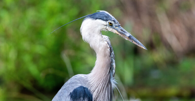 Why Great Blue Herons Keep Returning To The Same Ohio Yards