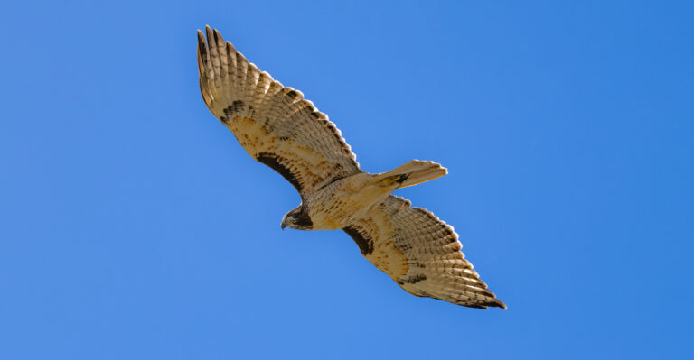 Why Hawks Circle Low Over Delaware Properties, And What They’re Really After