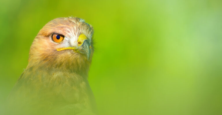 Why Hawks Keep Returning To Colorado Homes And What They Are Looking For