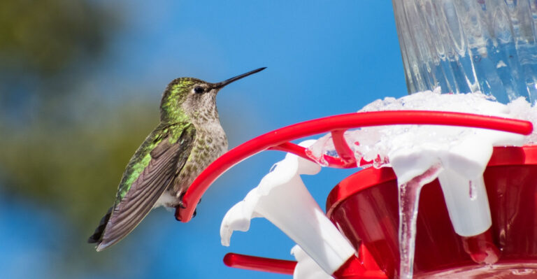 Why Hummingbirds Disappear From California Gardens In June And How To Bring Them Back