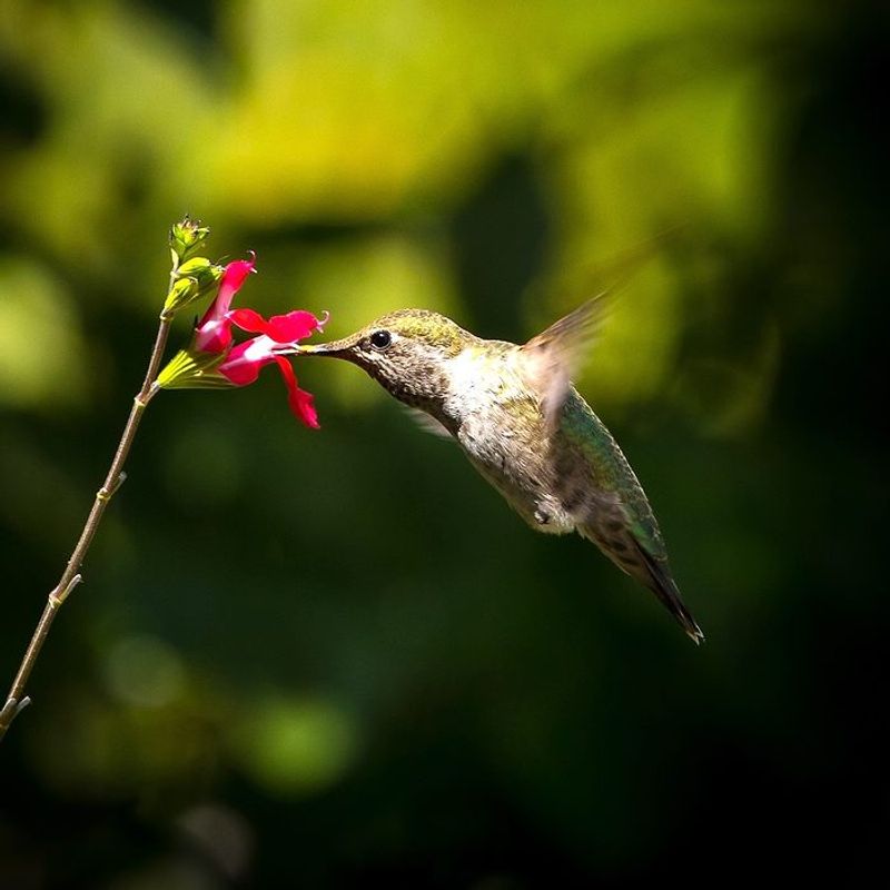 Why Hummingbirds Love Autumn Sage