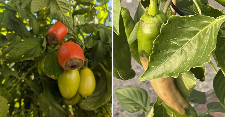 Why Illinois Tomatoes And Peppers Are Getting Black Bottoms, And What To Do About It