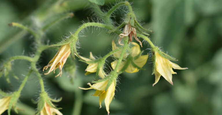 Why Illinois Tomatoes Are Losing Blossoms In The Heat Wave And What You Can Do About It