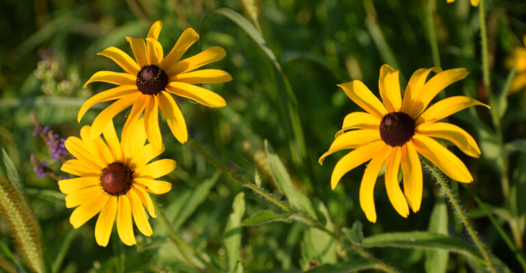 Why Indiana Black-Eyed Susans Get A White Coating In June And What You Can Do About It