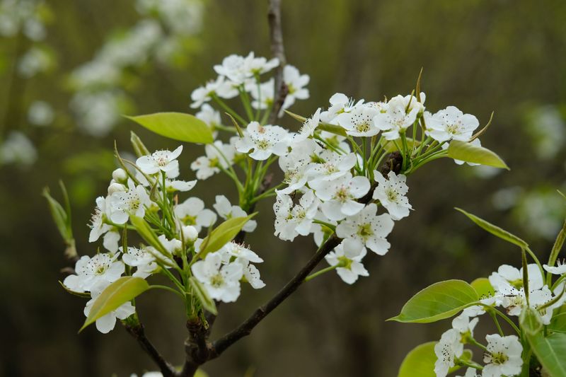 Why Indiana Experts Are Concerned About This Tree