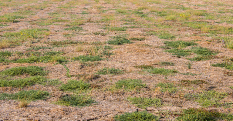 Why Indiana Lawns Go Dormant In Summer, And What To Do About It