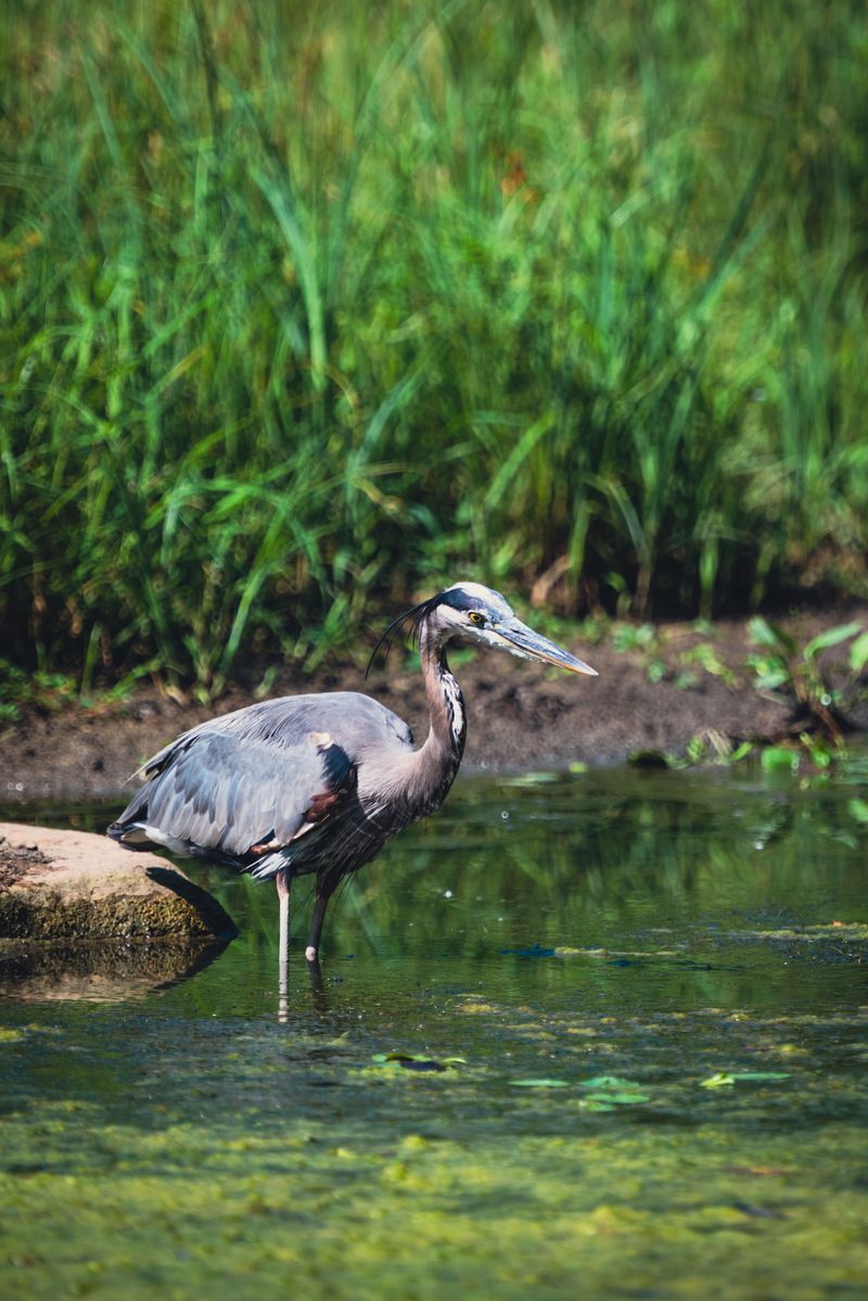 Why Iowa Gardens Attract Great Blue Herons