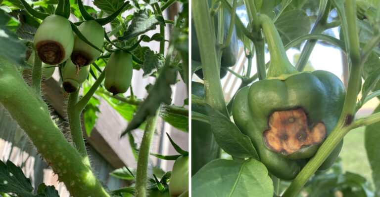 Why Iowa Tomatoes And Peppers Get Black Bottoms And What To Do About It
