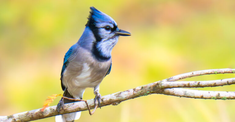 Why Iowa Yards Attract Blue Jays And What It Says About Yours