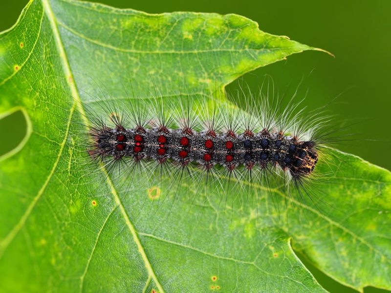 Why It Is A Serious Threat To Your Plants
