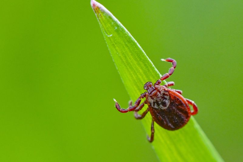Why It Repels Ticks Naturally