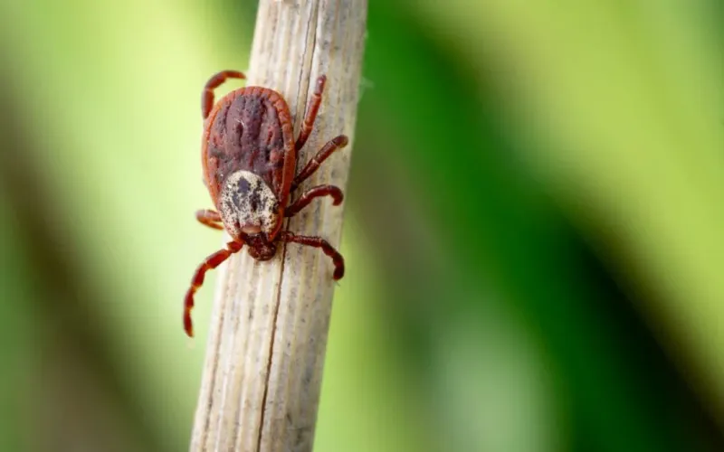 Why It Repels Ticks