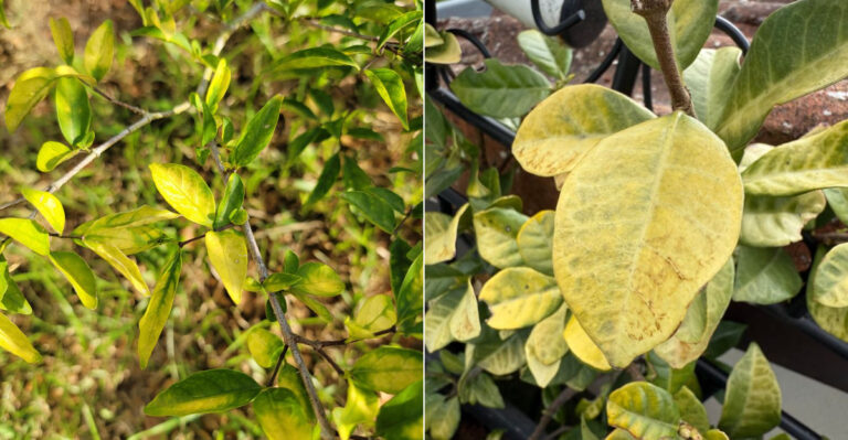 Why Jasmine Leaves Turn Yellow In June In California And How To Fix It