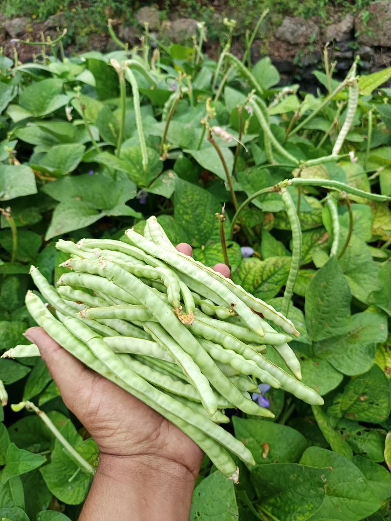 Why July Heat Is Exactly What Southern Peas Need