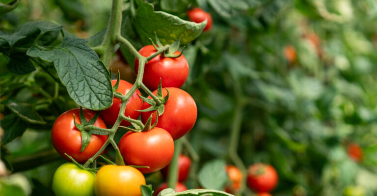 Why July Heat Makes Virginia Tomato Plants Grow Leggy And Weak