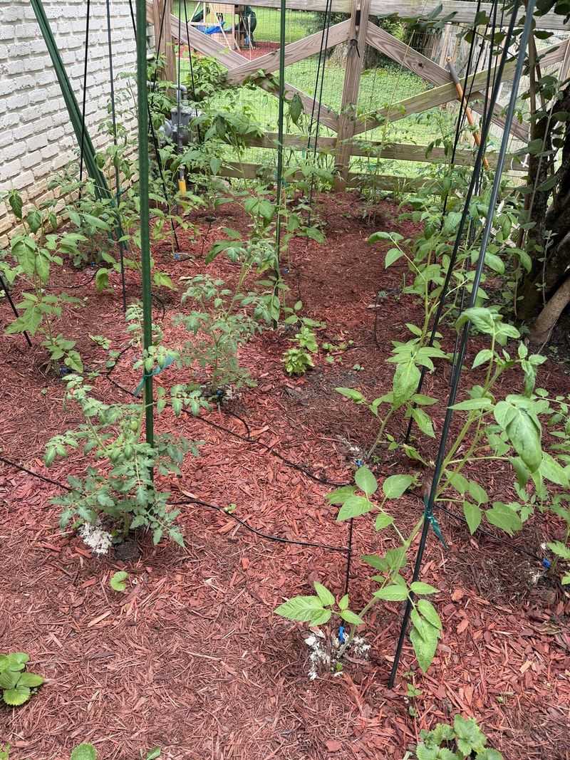 Why July Heat Triggers Legginess In Tomato Plants