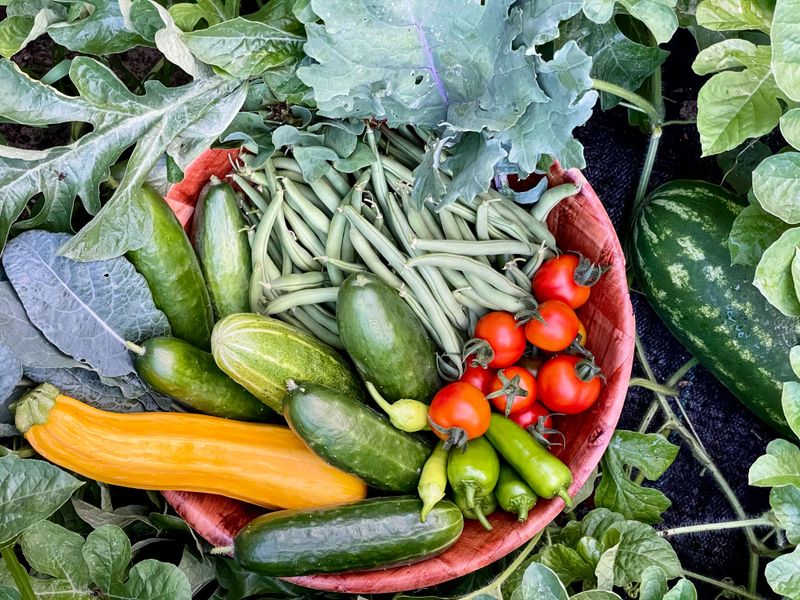 Why July Is The Hardest Month For Illinois Vegetable Gardens