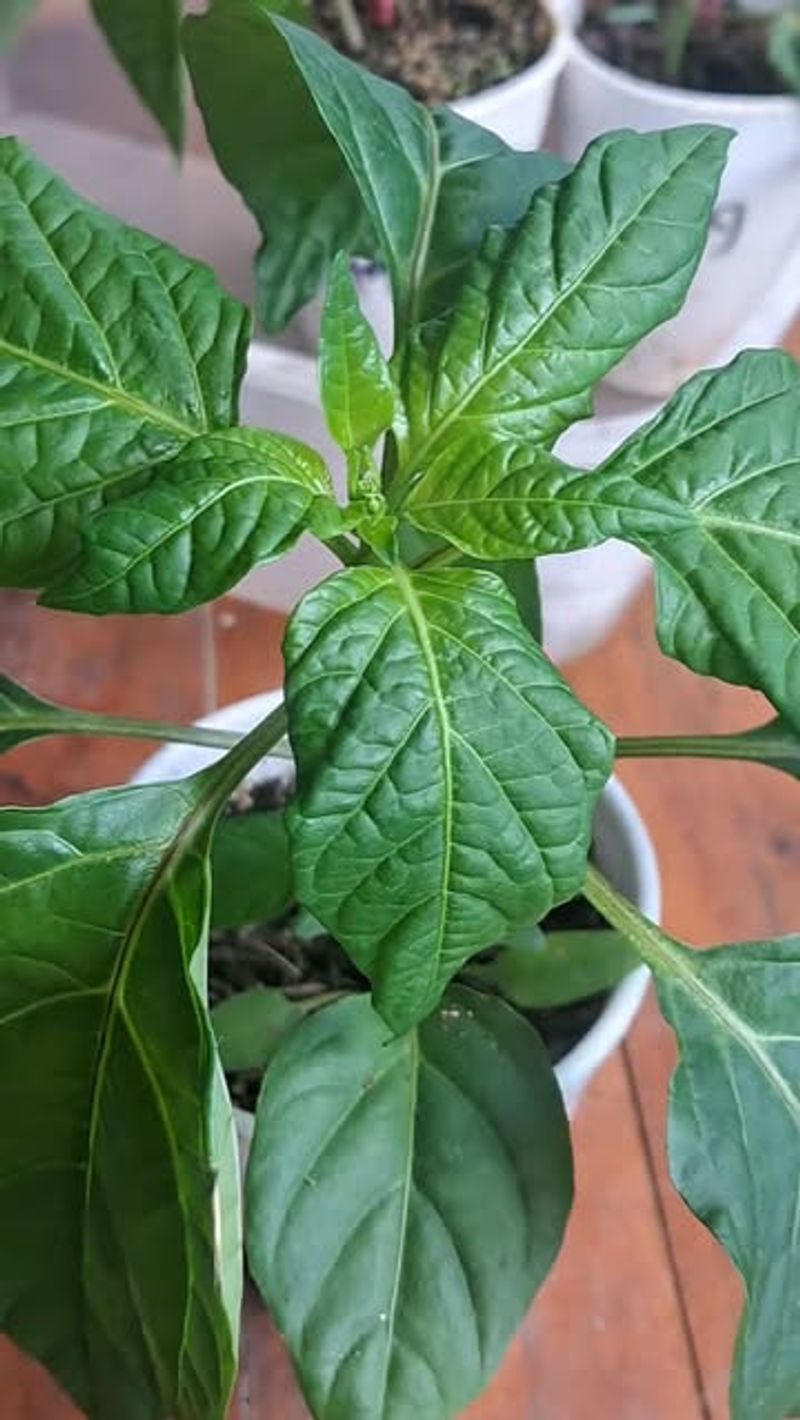 Why July Makes Pepper Plants Vulnerable