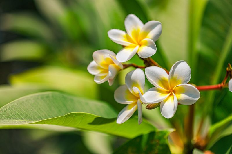 Why June Is Critical For Plumeria Blooming Why June Is Critical For Plumeria Blooming