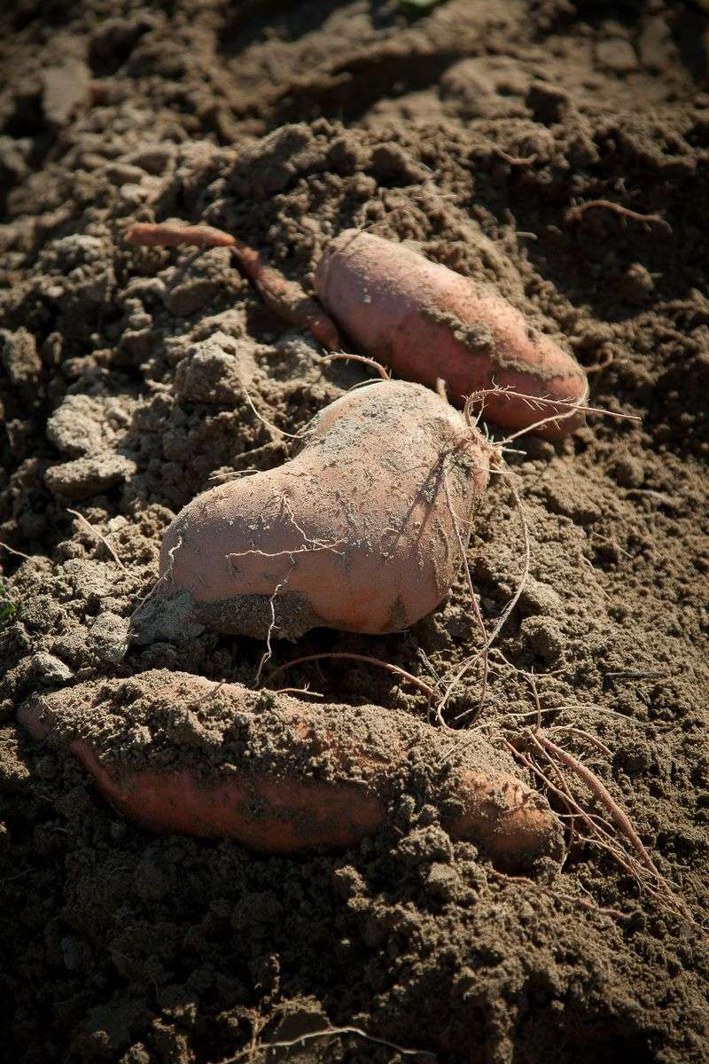 Why June Is The Sweet Spot For Planting Sweet Potatoes In Indiana