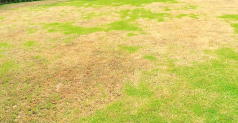 Why Kansas Lawns Turn Brown In Summer And How To Turn Them Green Again