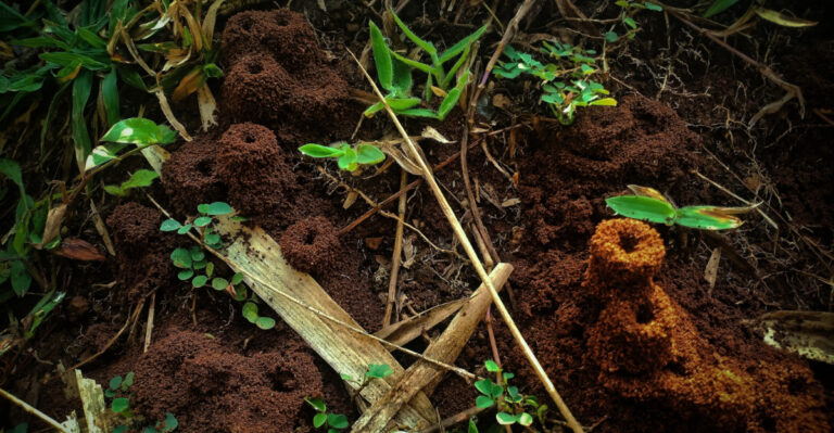 Why Kentucky Fire Ant Mounds Keep Spreading After Rain And How To Stop Them