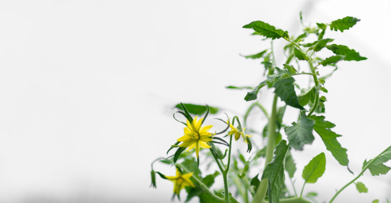 Why Kentucky Tomatoes Lose Blossoms In Extreme Heat And How To Protect Them