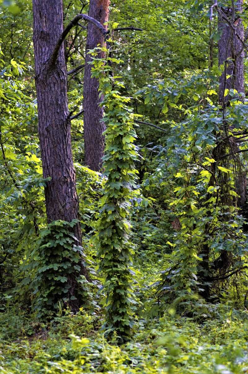 Why Kudzu Spreads So Fast In New Jersey's Climate