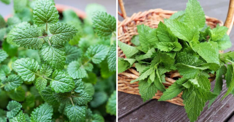 Why Lemon Balm Deserves A Spot In Every Pennsylvania Garden