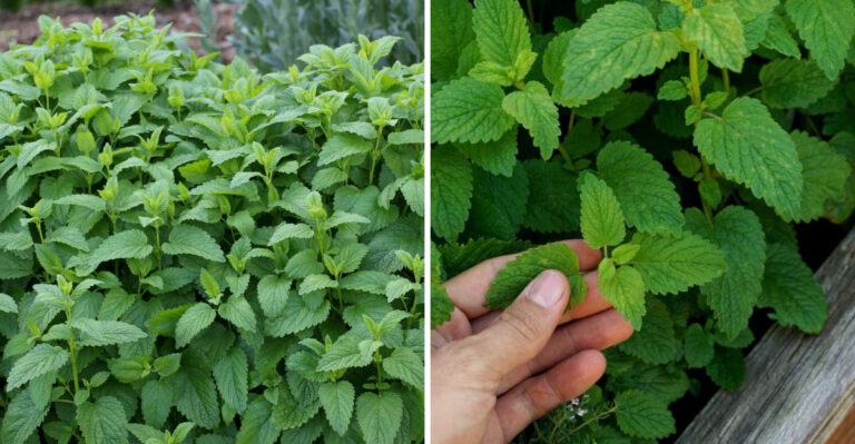 Why Lemon Balm Deserves A Spot In Every Texas Garden