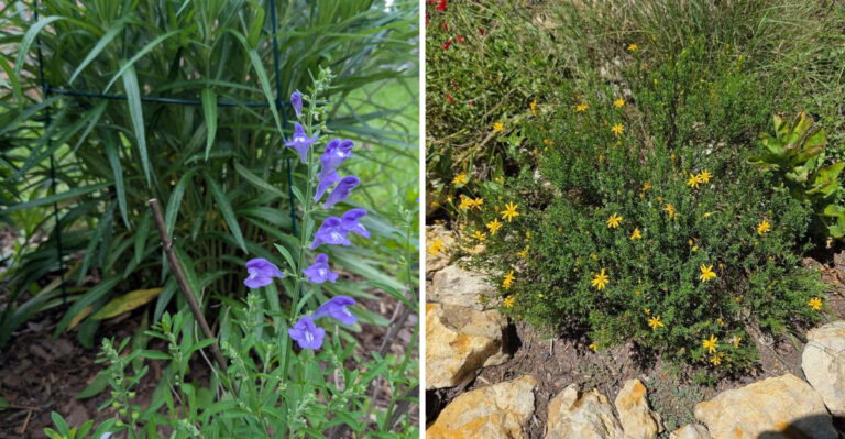 Why Living Ground Covers Are Replacing Gravel In Arizona Landscapes