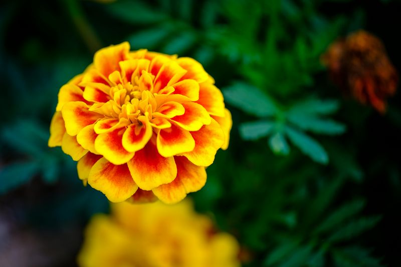 Why Marigolds Do Not Need Much Water Why Marigolds Do Not Need Much Water
