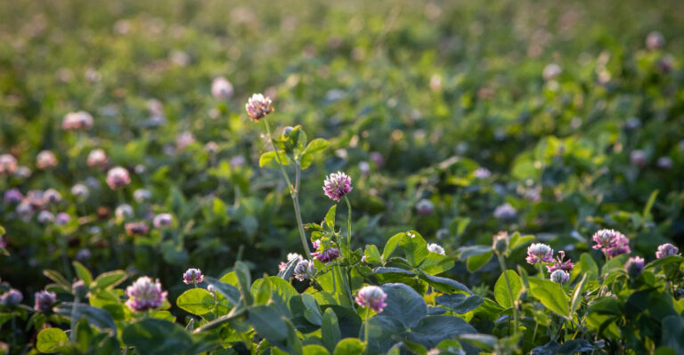 Why Maryland Gardeners Are Turning Empty Beds Into Cover Crop Opportunities This Season